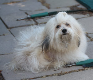 havanese dog long hair